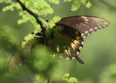 Papilio ornythion ornythion
