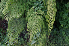 Dryopteris oligodonta