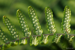 Dryopteris oligodonta