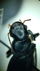 Harpalus caliginosus