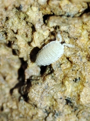 Platyarthrus codinai