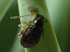 Aphthona