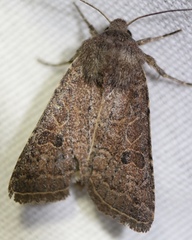 Eriopygini
