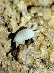 Platyarthrus codinai