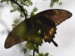Papilio ornythion ornythion