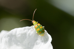 Diabrotica speciosa