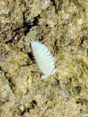 Platyarthrus codinai