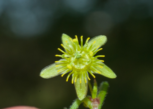 Passiflora pallida