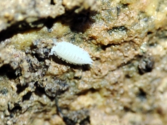 Platyarthrus codinai