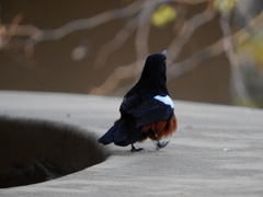 Thamnolaea cinnamomeiventris