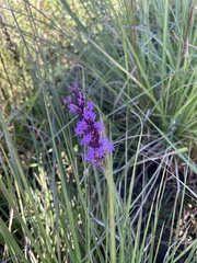 Liatris acidota