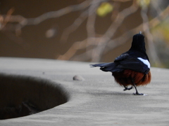 Thamnolaea cinnamomeiventris