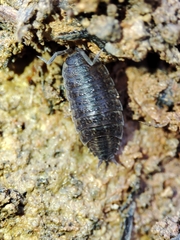 Porcellionides sexfasciatus