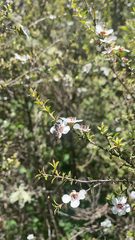 Leptospermum scoparium