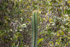 Cereeae