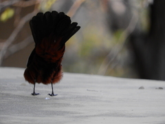 Thamnolaea cinnamomeiventris