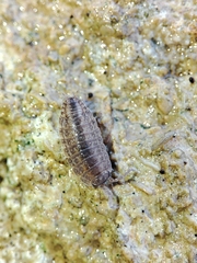 Proporcellio