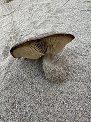 Melanoleuca cinereifolia