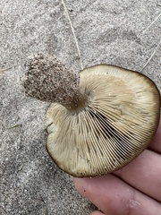Melanoleuca cinereifolia