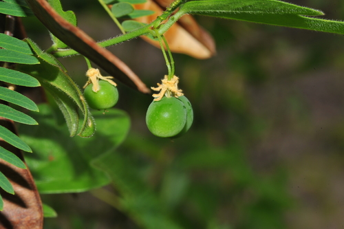 Passiflora pallida