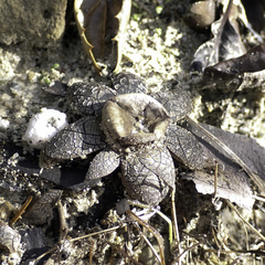 Astraeus hygrometricus