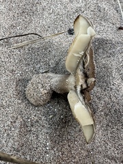 Melanoleuca cinereifolia