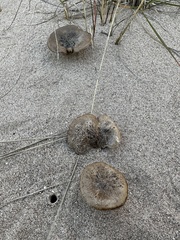 Melanoleuca cinereifolia