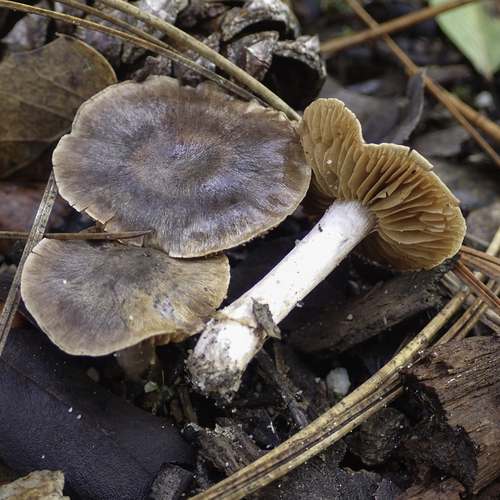 Cortinarius ohlone