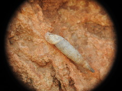 Albinaria teres