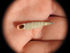 Albinaria teres