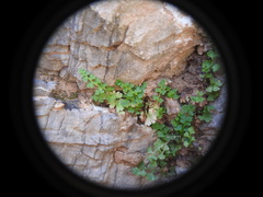 Anogramma leptophylla