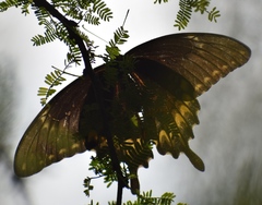 Papilio ornythion ornythion