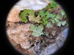 Anogramma leptophylla