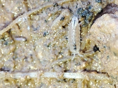 Trichoniscus pygmaeus