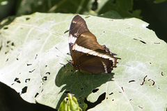 Siproeta epaphus trayja