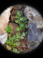 Anogramma leptophylla
