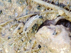 Trichoniscus pygmaeus