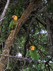 Eupsittula pertinax xanthogenia