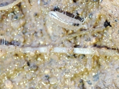 Trichoniscus pygmaeus