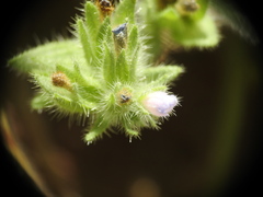 Echium parviflorum