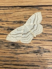 Scopula quinquelinearia