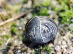 Armadillo officinalis