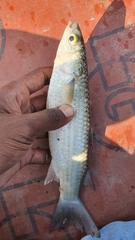 Mugil cephalus