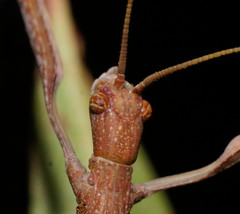 Acrophylla wuelfingi