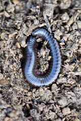 Ommatoiulus lusitanus