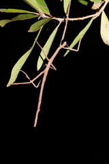 Acrophylla wuelfingi