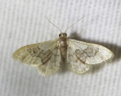 Idaea gemmata
