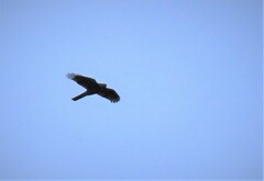 Accipiter nisus nisus