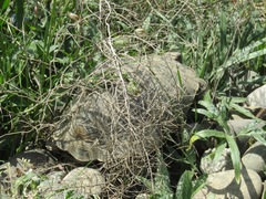 Testudo graeca armeniaca