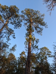 Pinus serotina